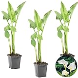 teichpflanzen kaufen obi Zantedeschia 'Aethiopica' ist eine Teichpflanze, die auch als Callalilie bekannt ist. Ihr Kennzeichen ist die weiße Blüte in Form einer Schale.