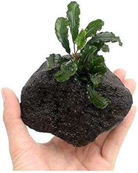 Amazon 水草 ブセファランドラｓｐ グリーンウェービー 穴あき溶岩石付 水上葉 １個 北海道航空便要保温 Charm チャーム 生体水草 通販