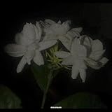 JMP 35910