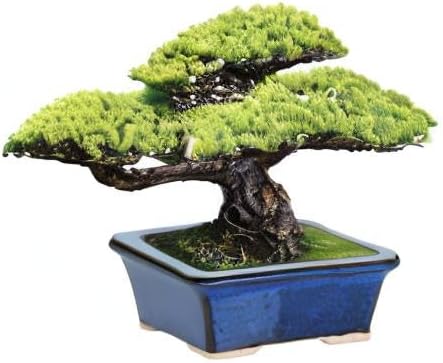 Miniatura 7 de Macetero para bonsai de cerámica esmaltada, macetero decorativo para árboles diminutos, macetero para plantas crasas y pequeñas plantas, macetero