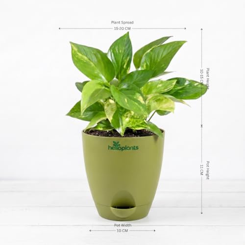 Image of Variegated Money Plant & Aglaonema Pink Valentine Live Indoor 2-Plant Combo in 4-Inch Self-Watering Matte Green Pots | Vastu Lucky Houseplants for Stylish Home & Office Decor