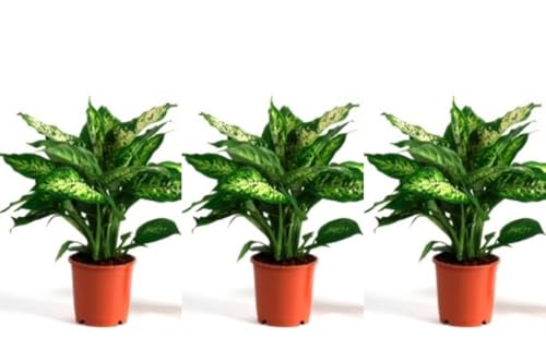 Pack de 3 plantas naturales Dieffenbachia, 20 cm. La Dieffenbachia, o caña muda, es una planta tropical de hojas grandes y vistosas, ideal para interiores. Segura Garden.