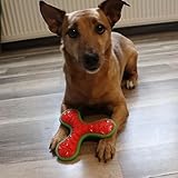 Dingo Hundespielzeug aus Hart Gummi TPR Boomerang TRI 16,5 cm 17394