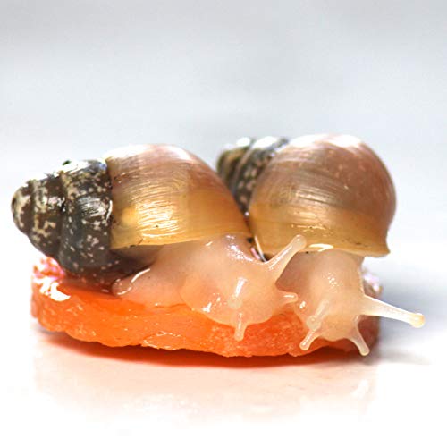 Giant African Land Snails for sale in UK View 59 ads