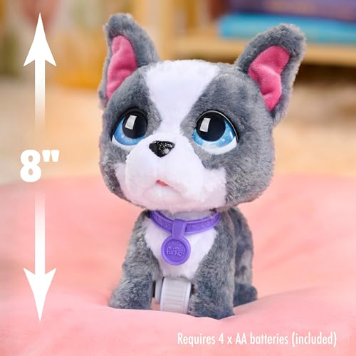 Just Play furReal Walk-A-Lots French Bulldog, interaktives Spielzeug, 20,3 cm großer, laufender Plüschwelpe mit Soundeffekten, 4-teilig, Kinderspielzeug ab 4 Jahren, 22.86