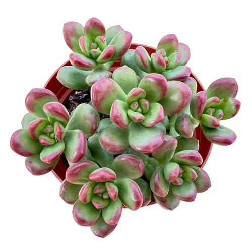 Sprout N Green 4'' Sedum lucidum Obesum, Live Succulent Fully Rooted in Pots with Soil Mix, Rare House Plant for Home Office Indoor Outdoor Wedding Decor, DIY Projects, Party Favor