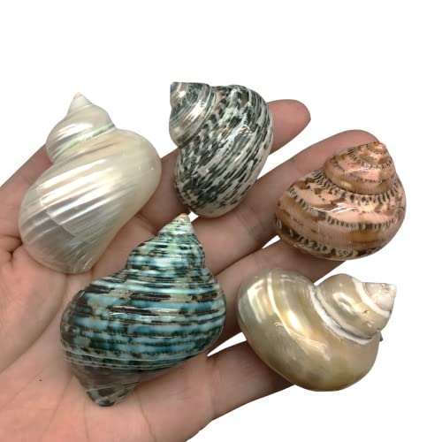PEPPERLONELY 8 PC Natural Large Mixed Turbo Sea Shells, Hermit Crab Shells, 1-1/4 Inch ~ 2 Inch