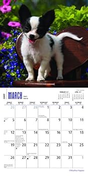 Calendar Chihuahua Puppies 2017 Calendar Book
