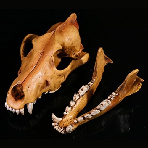 Calavera de lobo réplica en resina para anatomía y estudio 7