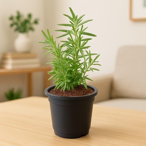 Rosemary Live Aromatic Herb Plant for Home Garden | Fresh Fragrant Leaves for Cooking, Kitchen Décor & Balcony Gardening | Easy-Grow Mediterranean Herb in Standard Pot