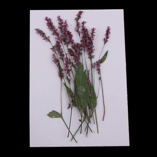 12 piezas flores secas naturales para decoración DIY miniatura 7