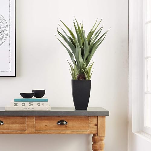 Mejores review On-line Venta de plantas naturales - los más vendidos. 28 Imagen adicional