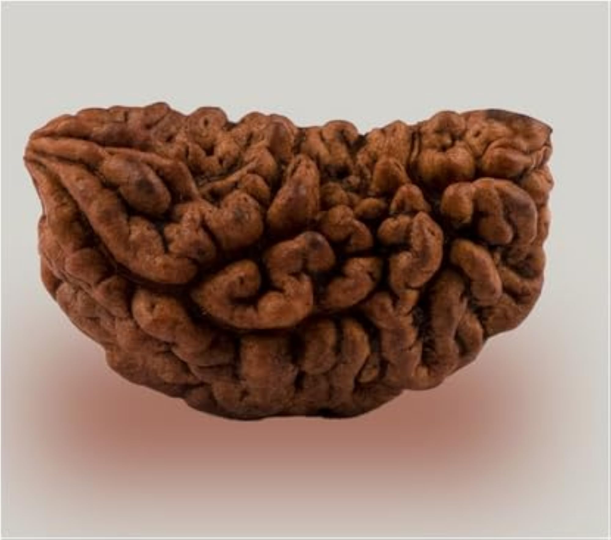 Natural Half Moon 1 Mukhi Kajudana Rudraksha Beads, Nepali