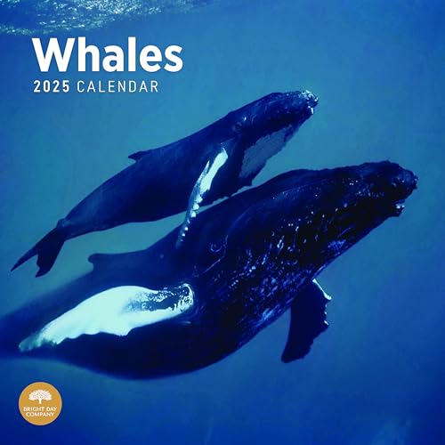 Bright Day Calendars Calendário de parede mensal das baleias 2025 – presente bonito para fotografia