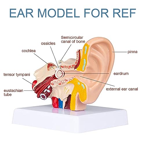 Image of 1.5 Times Human Ear Anatomy Model with Base | Professional PVC Outer Middle Inner Ear Structure Simulation Model for Teaching Demonstration