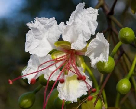 Amazon | 【種子】Delonix decaryi ◇デロニクス・デカリー◎世界三大