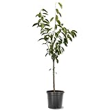 Cherry Fruiting Tree (Van, 5 gal.) (Due to Agricultural Laws, we Cannot Ship to CA, AZ, AK, or HI)