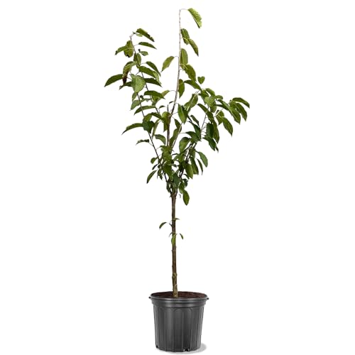 Generic Black Tatararian Fruiting Cherry Tree, Heirloom Variety, Deciduous, 5 gal, Nursery Pot (Due to Agricultural Laws, we Cannot Ship to CA, AZ, AK, or HI), Red, Green