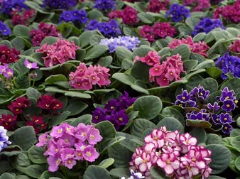 African Violet Plants Set of 3 Mixed Plants