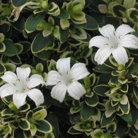 NavaUrja Snow Rose | Serissa Foetida Variegata Flower Plant (B09RHK46KK) Amazon Price History, Amazon Price Tracker