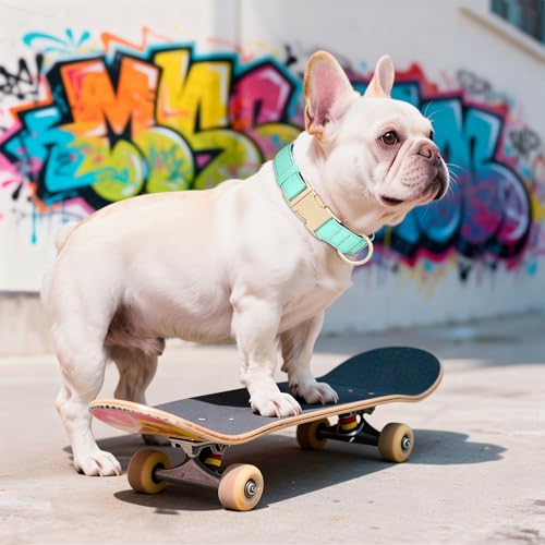 Collier rembourré doux pour chien Didog vert M imperméable pour balade