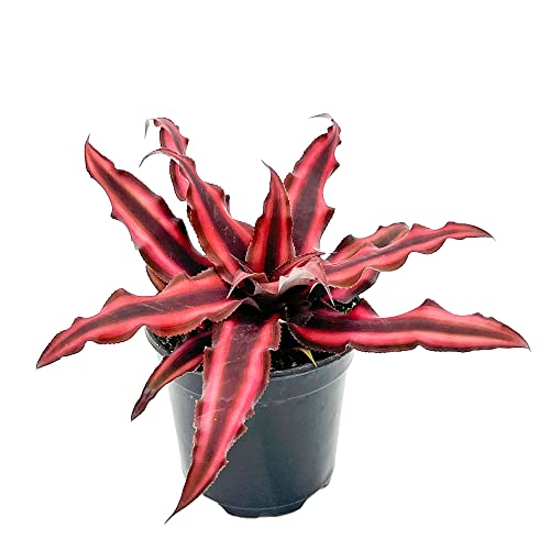 ragnaroc Live Plants – Cryptanthus ‘Red Star‘, 4-8' in 4' Pot - 1ct - Live Arrival Guaranteed - Succulents and House Plants for Home Decor & Gift