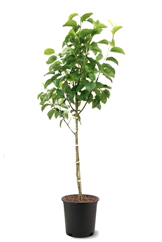 American Plant Exchange Shinseiki Pear Trees, 5 Gallon Pot, 3-4ft Tall, Semi-Self Pollinating, Live Fruiting Tree, Large Outdoor Landscape Plant, White Flowers, Ideal for Fresh Eating or Canning