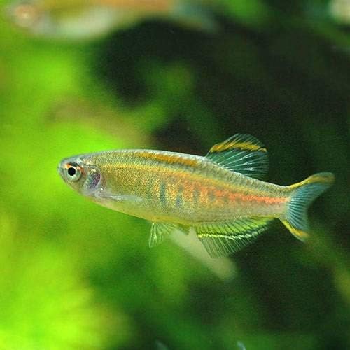 熱帯魚 オレンジグリッター ダニオ 北海道 九州航空便要保温 訳あり商品 ４匹