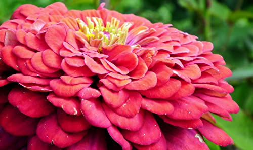 Sow Right Seeds California Giant Zinnia Seeds - Full Instructions For Planting, Beautiful To Plant In Your Flower Garden; Non-Gmo Heirloom Seeds; Wonderful Gardening Gifts (1) #TOP3