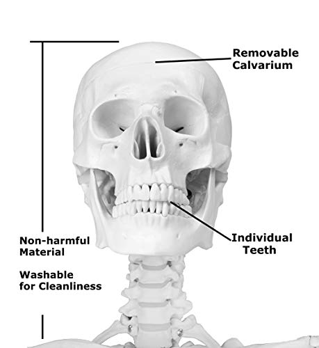Parco Scientific Pb00010-Dc Medical Grade Life Size Human Skeleton-66” (168Cm), Including Bonus Thick Zip Dust Cover #TOP2