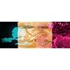 Silent Avant-Garde [Blu-ray]