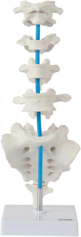 Axis Scientific Vertebrae Set - Includes Cervical, Thoracic, and Lumbar Vertebrae with Sacrum and Coccyx, Spine Anatomy Model, Students Medical Professionals Professors Display, Human Spine Model