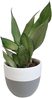 وعاء نبات جلد النمر فضي مع وعاء رمادي وابيض - لتزيين المكتب واكسسوارات المطبخ وديكور المنزل - نباتات داخلية طبيعية - نباتات صبار طبيعية ونباتات عصارية، مقاس 20 سم