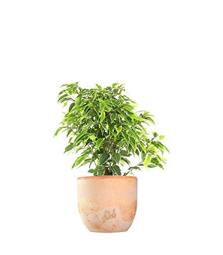 Ficus Benjamin pianta vera, ficus albero vero | con Vaso artigianale FLOB Ø 12| Altezza 30-35 cm | piante da interno| Flob flower Terracotta