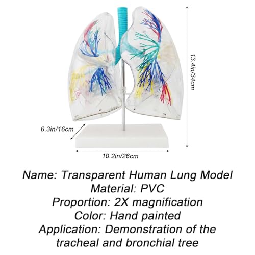 Modèle de poumon transparent 3D AMITD avec arbre bronchique et support - 7