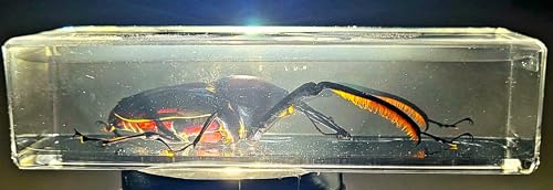 Image of 4.3 inch Real Giant Bamboo Weevil Beetle in Crystal Clear Lucite Resin Specimen Preserved Cyrtotrachelus Buqueti Insect Paperweight Taxidermy Collection for Biology Science Education Desk Display Supplies