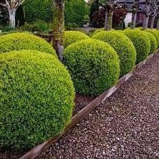 Wintergreen Japanese Boxwood Shrub, Evergreen, Outdoor, Dense Foliage, Green, 2-4 ft Height, Full Sun-Partial Shade (1 Gallon Plant)