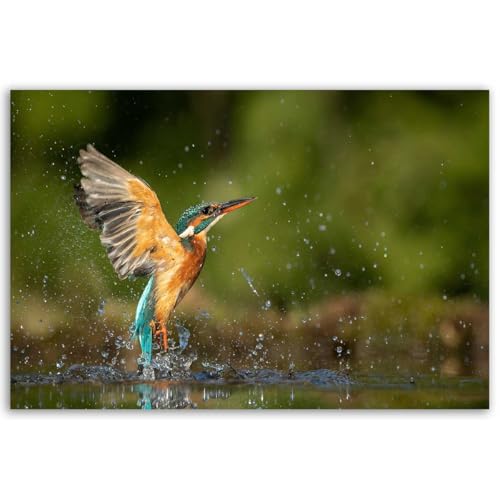 Hexoa Tableau Martin-pêcheur en Plein envol au-Dessus de l’Eau - Made in France - 60x40