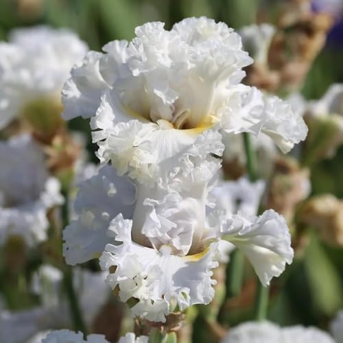 Semi di Iris - Iris tettoria - comprare semi di