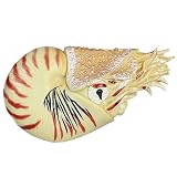 JOKFEICE Chambered-Nautilus Figurine – Realistic Marine Life Collectible Model, Nature Decor for Home Office Desk Display Aquarium Ornament Photography Prop (White)