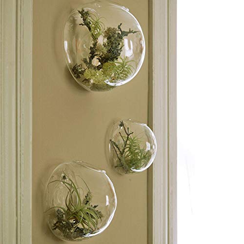 3 X macetas de pared para plantas suculentas, interiores jardines hogar decoración macetas colgantes jarrón de pared contenedor vertical de cristal transparente para plantas pequeñas hierbas cactus