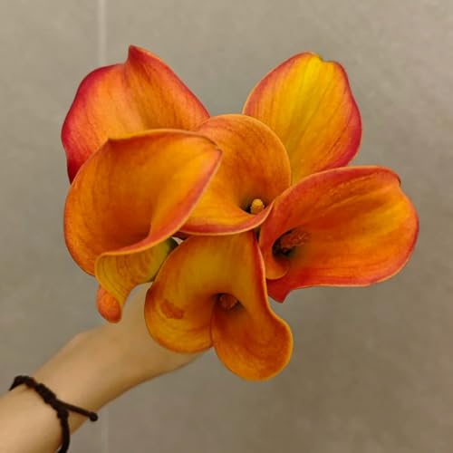 Bulbi di calla, per balcone Zantedeschia aethiopica, esotiche resistenti acquistarere bulbi da rustiche per balconi rare 6pcs