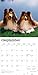 Shetland Sheepdogs | 2026 12 x 24 Inch (Hanging) Monthly Square Wall Calendar | Plastic-Free | BrownTrout | Animals Dog Breeds