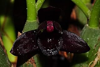 Orquidea Maxillaria schukeana (orquídea negra)