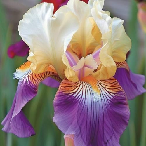 Eccellente Iris bulbi,Piante perenni,Iris pianta vera,resistenti al freddo,Tagliare,Facile da curare(non artificiali)-5 bulbi-E