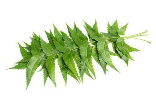 HoitoDeals Indian Fresh Organic Neem Leaves Nim Leaf Medical Use Acne & Skin Care