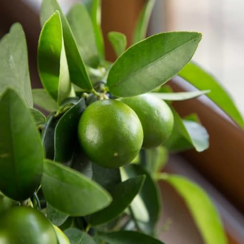 Limequat Tree Live Plant, Limequat Citrus Fruit Tree 2 to 3 Feet Tall, Lime Kumquat Plants Live for Outdoor Garden, No Ship to CA