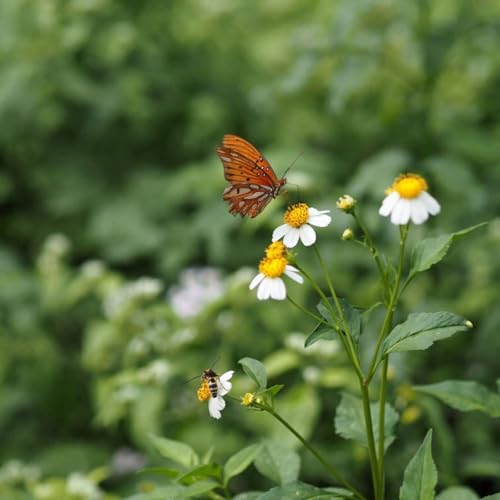 The first commandment