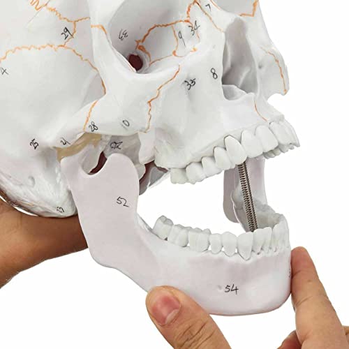 Image of Life Size Premium Human Skull Model with Removable Calvarium Anatomical Model Numbered to Show Detailed Features 3 Parts with Detailed Study Guide