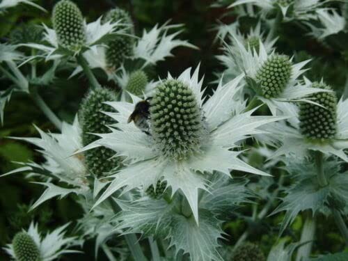 6 graines de PANICAUT GEANT (Eryngium Giganteum) X240 GIANT SEA HOLLY SEEDS SAMEN Cover